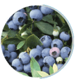 Bilberry extract