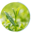 Green tea extract
