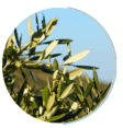 Olive leaf extract 